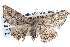  ( - BIOUG04002-A03)  @13 [ ] CreativeCommons - Attribution (2012) CBG Photography Group Centre for Biodiversity Genomics