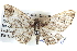  ( - BIOUG04002-A05)  @13 [ ] CreativeCommons - Attribution (2012) CBG Photography Group Centre for Biodiversity Genomics