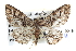  ( - BIOUG04002-A06)  @14 [ ] CreativeCommons - Attribution (2012) CBG Photography Group Centre for Biodiversity Genomics