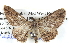  ( - BIOUG04002-B01)  @13 [ ] CreativeCommons - Attribution (2012) CBG Photography Group Centre for Biodiversity Genomics