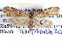  ( - BIOUG04002-D04)  @14 [ ] CreativeCommons - Attribution (2012) CBG Photography Group Centre for Biodiversity Genomics