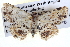  ( - BIOUG04003-G03)  @13 [ ] CreativeCommons - Attribution (2012) CBG Photography Group Centre for Biodiversity Genomics