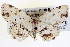  ( - BIOUG04003-G07)  @14 [ ] CreativeCommons - Attribution (2012) CBG Photography Group Centre for Biodiversity Genomics