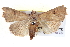  ( - BIOUG04003-H02)  @14 [ ] CreativeCommons - Attribution (2012) CBG Photography Group Centre for Biodiversity Genomics