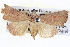  ( - BIOUG04003-H05)  @13 [ ] CreativeCommons - Attribution (2012) CBG Photography Group Centre for Biodiversity Genomics