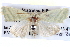  ( - BIOUG04004-A05)  @13 [ ] CreativeCommons - Attribution (2012) CBG Photography Group Centre for Biodiversity Genomics