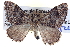  ( - BIOUG04004-C10)  @15 [ ] CreativeCommons - Attribution (2012) CBG Photography Group Centre for Biodiversity Genomics