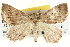  ( - BIOUG04004-F07)  @13 [ ] CreativeCommons - Attribution (2012) CBG Photography Group Centre for Biodiversity Genomics