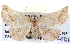  ( - BIOUG04004-H06)  @13 [ ] CreativeCommons - Attribution (2012) CBG Photography Group Centre for Biodiversity Genomics