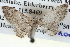  ( - BIOUG04004-H10)  @14 [ ] CreativeCommons - Attribution (2012) CBG Photography Group Centre for Biodiversity Genomics