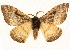  ( - BIOUG04032-A12)  @14 [ ] CreativeCommons - Attribution (2012) CBG Photography Group Centre for Biodiversity Genomics