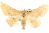  ( - BIOUG04032-C02)  @14 [ ] CreativeCommons - Attribution (2012) CBG Photography Group Centre for Biodiversity Genomics