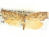  ( - BIOUG04032-D08)  @12 [ ] CreativeCommons - Attribution (2012) CBG Photography Group Centre for Biodiversity Genomics