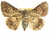  ( - BIOUG04032-E10)  @15 [ ] CreativeCommons - Attribution (2012) CBG Photography Group Centre for Biodiversity Genomics