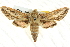  ( - BIOUG04033-A02)  @15 [ ] CreativeCommons - Attribution (2012) CBG Photography Group Centre for Biodiversity Genomics