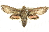 ( - BIOUG04033-A03)  @14 [ ] CreativeCommons - Attribution (2012) CBG Photography Group Centre for Biodiversity Genomics