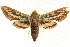 ( - BIOUG04033-A04)  @13 [ ] CreativeCommons - Attribution (2012) CBG Photography Group Centre for Biodiversity Genomics