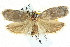  ( - BIOUG04033-A06)  @13 [ ] CreativeCommons - Attribution (2012) CBG Photography Group Centre for Biodiversity Genomics