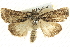  ( - BIOUG04033-A10)  @14 [ ] CreativeCommons - Attribution (2012) CBG Photography Group Centre for Biodiversity Genomics