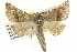  ( - BIOUG04033-E10)  @13 [ ] CreativeCommons - Attribution (2012) CBG Photography Group Centre for Biodiversity Genomics