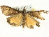  ( - BIOUG04033-F04)  @14 [ ] CreativeCommons - Attribution (2012) CBG Photography Group Centre for Biodiversity Genomics
