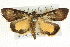  ( - BIOUG04033-F07)  @14 [ ] CreativeCommons - Attribution (2012) CBG Photography Group Centre for Biodiversity Genomics