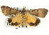  ( - BIOUG04033-F08)  @14 [ ] CreativeCommons - Attribution (2012) CBG Photography Group Centre for Biodiversity Genomics