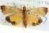  ( - BIOUG04033-F11)  @14 [ ] CreativeCommons - Attribution (2012) CBG Photography Group Centre for Biodiversity Genomics