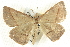  ( - BIOUG04033-G03)  @14 [ ] CreativeCommons - Attribution (2012) CBG Photography Group Centre for Biodiversity Genomics