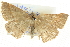  ( - BIOUG04033-H04)  @15 [ ] CreativeCommons - Attribution (2012) CBG Photography Group Centre for Biodiversity Genomics