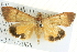  (Uresiphita ornithopteralis - BIOUG04033-H05)  @15 [ ] CreativeCommons - Attribution (2012) CBG Photography Group Centre for Biodiversity Genomics