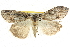  ( - BIOUG04034-A01)  @13 [ ] CreativeCommons - Attribution (2012) CBG Photography Group Centre for Biodiversity Genomics