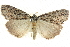  ( - BIOUG04034-A02)  @14 [ ] CreativeCommons - Attribution (2012) CBG Photography Group Centre for Biodiversity Genomics