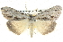  (Chlenias stenosticha - BIOUG04034-A04)  @15 [ ] CreativeCommons - Attribution (2012) CBG Photography Group Centre for Biodiversity Genomics
