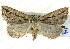  ( - BIOUG04034-A06)  @13 [ ] CreativeCommons - Attribution (2012) CBG Photography Group Centre for Biodiversity Genomics