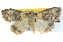  ( - BIOUG04034-B04)  @15 [ ] CreativeCommons - Attribution (2012) CBG Photography Group Centre for Biodiversity Genomics