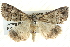  ( - BIOUG04034-C02)  @15 [ ] CreativeCommons - Attribution (2012) CBG Photography Group Centre for Biodiversity Genomics