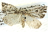  ( - BIOUG04034-C07)  @13 [ ] CreativeCommons - Attribution (2012) CBG Photography Group Centre for Biodiversity Genomics