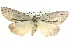  ( - BIOUG04034-D03)  @15 [ ] CreativeCommons - Attribution (2012) CBG Photography Group Centre for Biodiversity Genomics