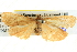  ( - BIOUG04034-D04)  @14 [ ] CreativeCommons - Attribution (2012) CBG Photography Group Centre for Biodiversity Genomics