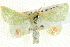  ( - BIOUG04034-D07)  @14 [ ] CreativeCommons - Attribution (2012) CBG Photography Group Centre for Biodiversity Genomics