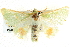  ( - BIOUG04034-D08)  @14 [ ] CreativeCommons - Attribution (2012) CBG Photography Group Centre for Biodiversity Genomics