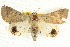  ( - BIOUG04034-E02)  @14 [ ] CreativeCommons - Attribution (2012) CBG Photography Group Centre for Biodiversity Genomics