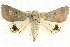  (Pandesma submurina - BIOUG04034-E04)  @15 [ ] CreativeCommons - Attribution (2012) CBG Photography Group Centre for Biodiversity Genomics