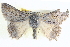  ( - BIOUG04034-E10)  @13 [ ] CreativeCommons - Attribution (2012) CBG Photography Group Centre for Biodiversity Genomics