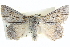  ( - BIOUG04034-F02)  @14 [ ] CreativeCommons - Attribution (2012) CBG Photography Group Centre for Biodiversity Genomics