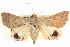  ( - BIOUG04034-F07)  @15 [ ] CreativeCommons - Attribution (2012) CBG Photography Group Centre for Biodiversity Genomics