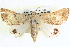 ( - BIOUG04034-G03)  @14 [ ] CreativeCommons - Attribution (2012) CBG Photography Group Centre for Biodiversity Genomics