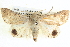 ( - BIOUG04034-G04)  @14 [ ] CreativeCommons - Attribution (2012) CBG Photography Group Centre for Biodiversity Genomics