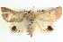  ( - BIOUG04034-G05)  @14 [ ] CreativeCommons - Attribution (2012) CBG Photography Group Centre for Biodiversity Genomics